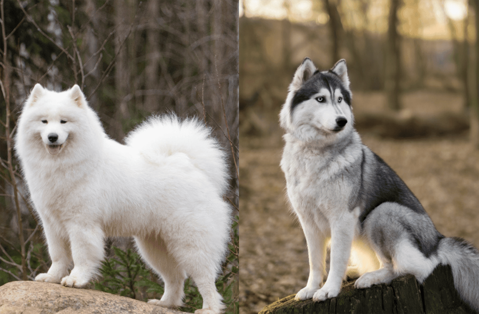 Samoyed Husky Mix: A Hybrid To Fall For