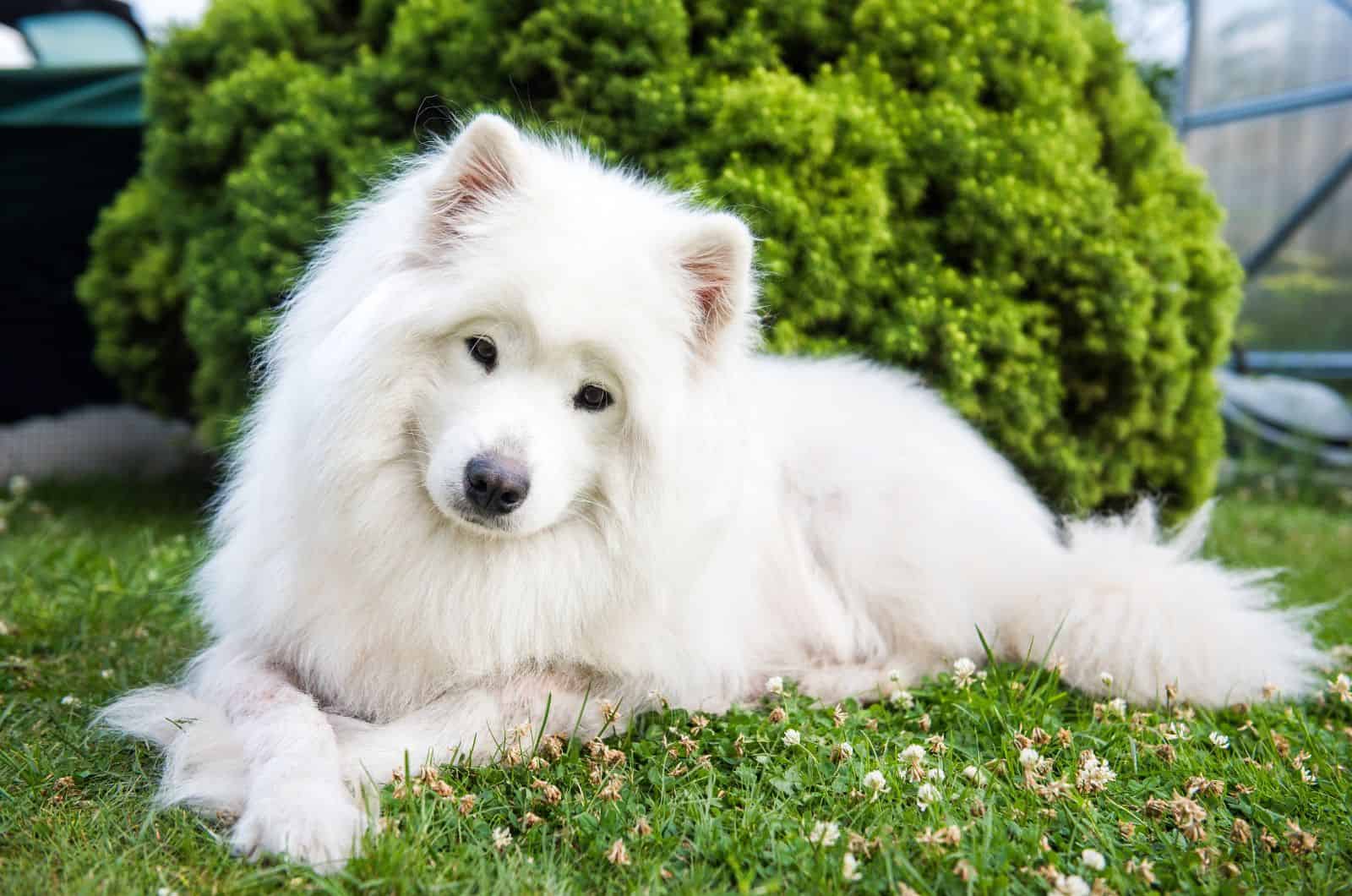 Samoyed posing for camera