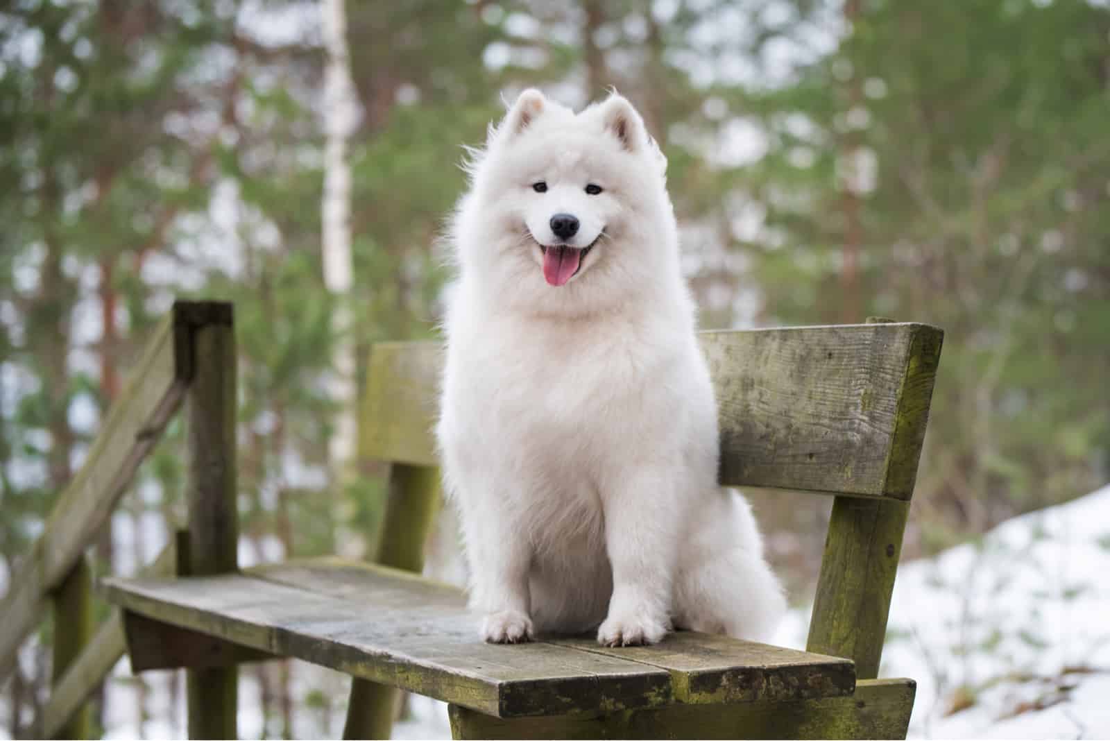 Samoyed sitting in the winter forest on a bench.