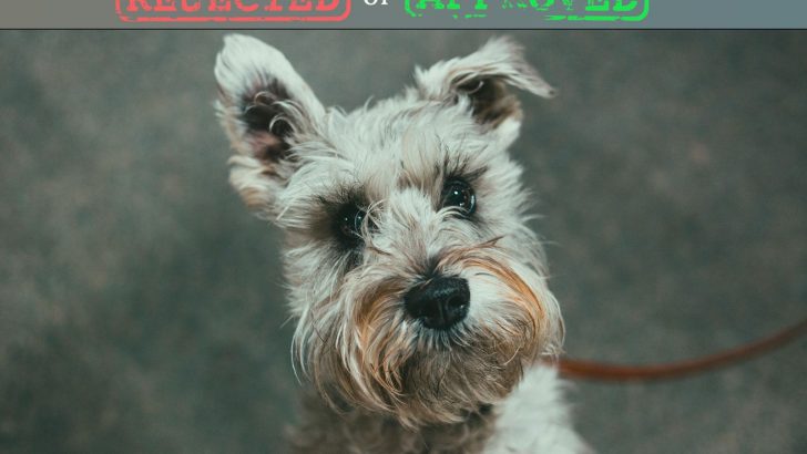 Schnauzer Ear Cropping Can End Up In A Botched Ear Job Or Worse
