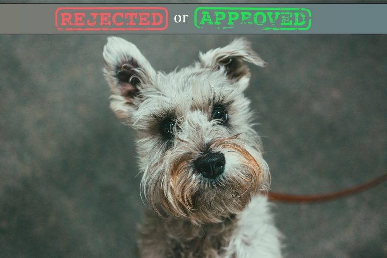 Schnauzer Ear Cropping