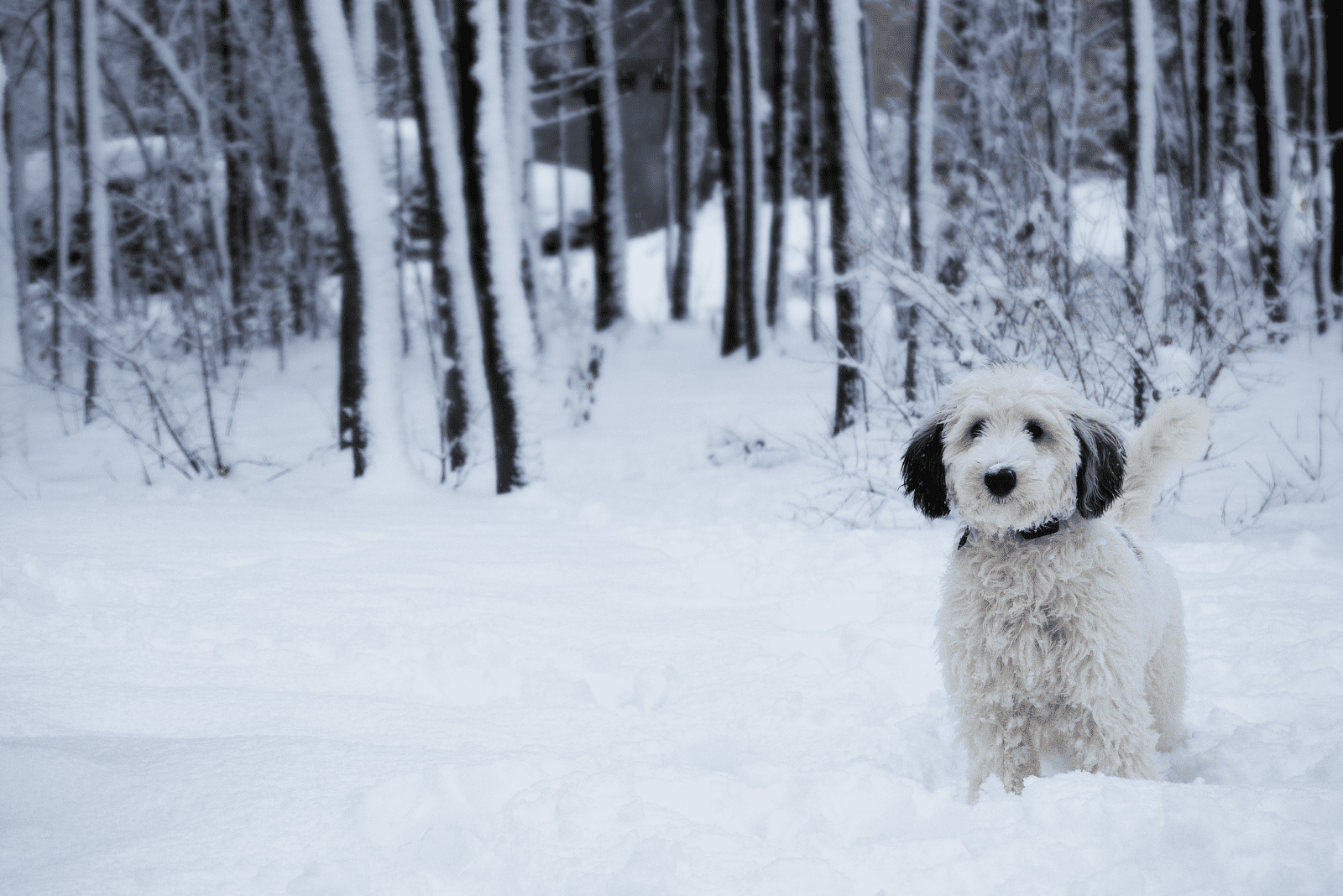 Sheepadoodle enjoys the snow