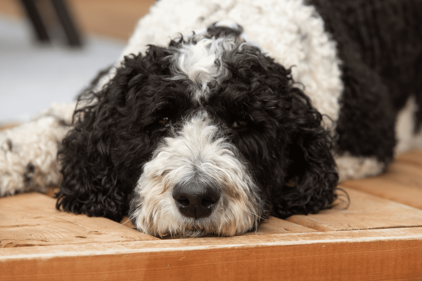 Sheepadoodle is lying down and resting