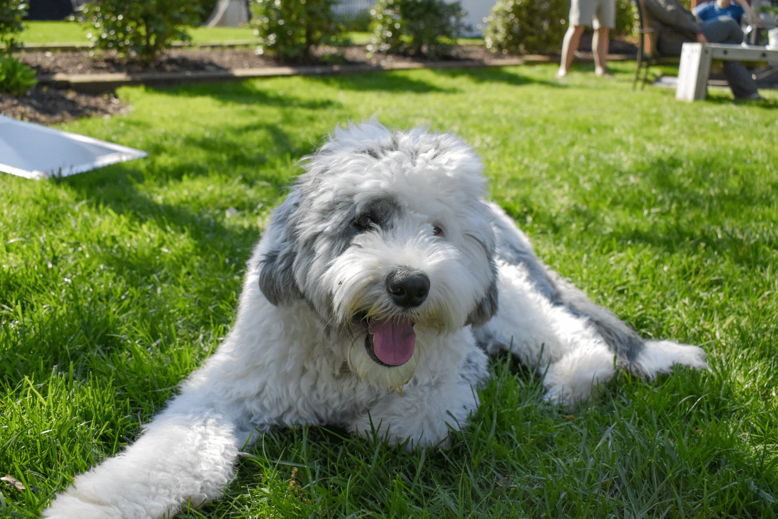 Sheepadoodle lies on the grass and laughs
