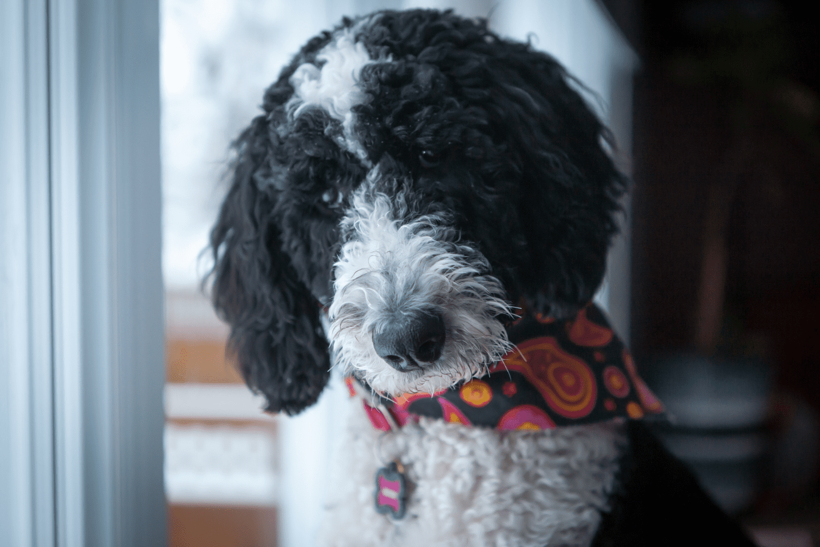 Sheepadoodle looks sadly ahead