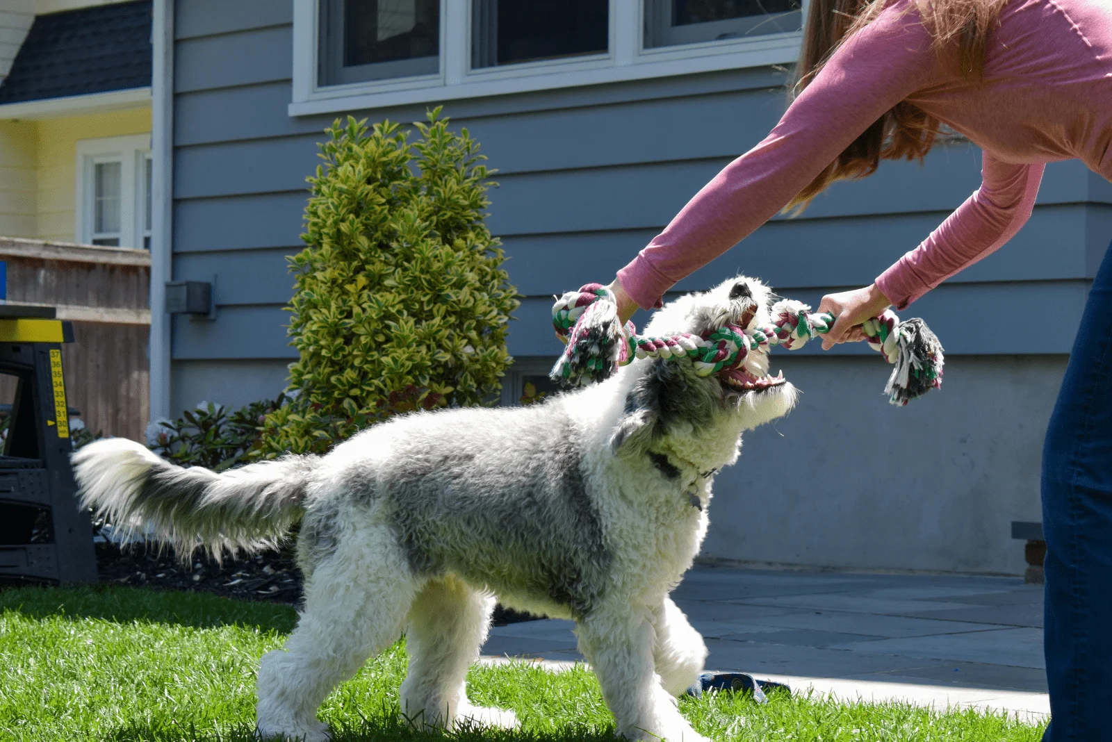 Sheepadoodle playing with woman