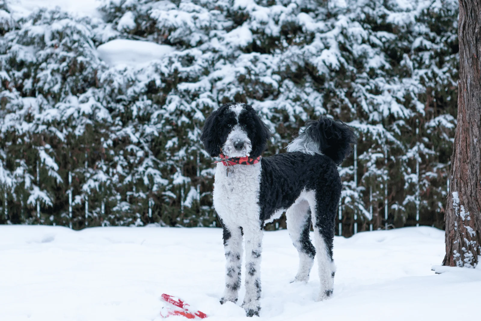 Sheepadoodle standing in the snow