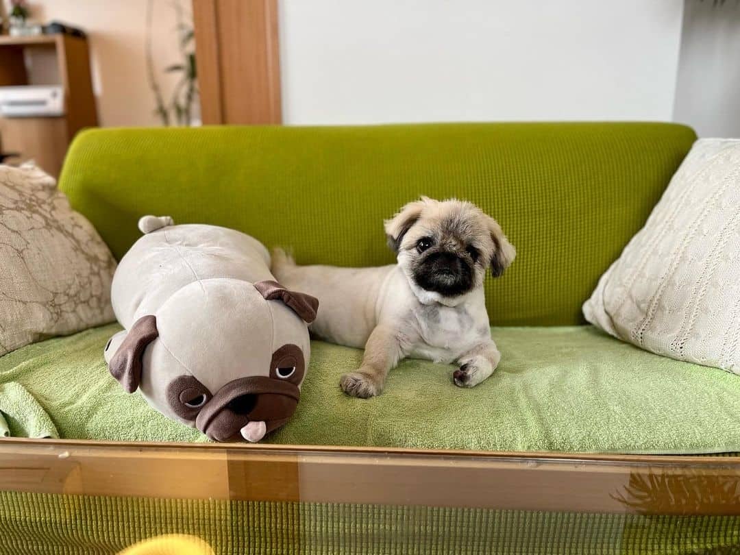 Shih Tzu Pekingese dog on the couch with toy