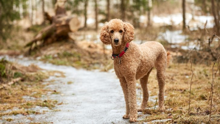Standard Poodle Growth Chart: Keeping Track Of Poodle Size