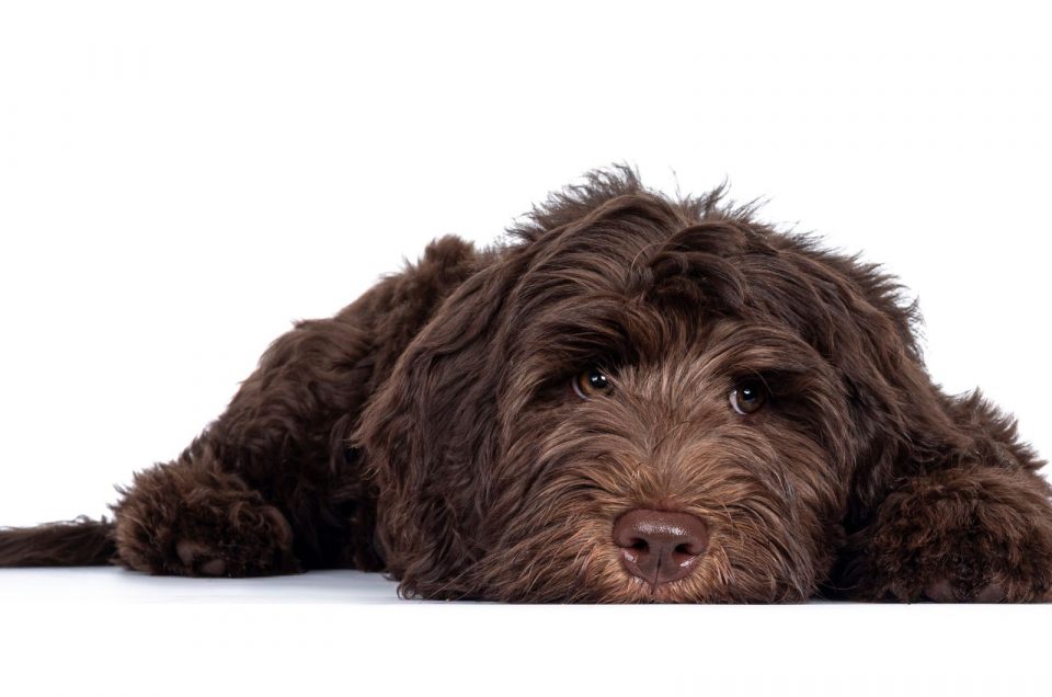 The Ultimate Guide To Straight Hair Labradoodles