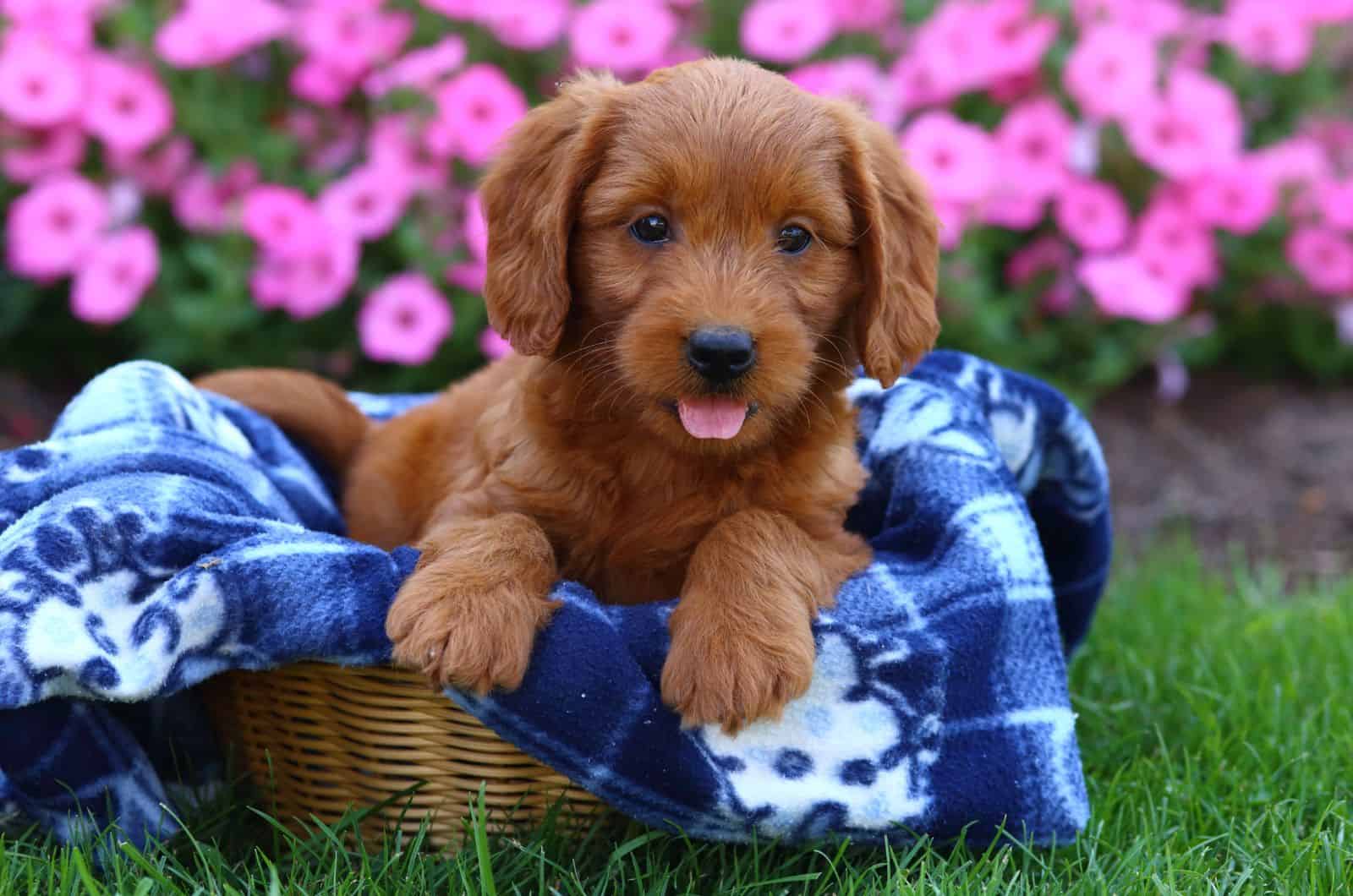 Straight Hair Labradoodle puppy