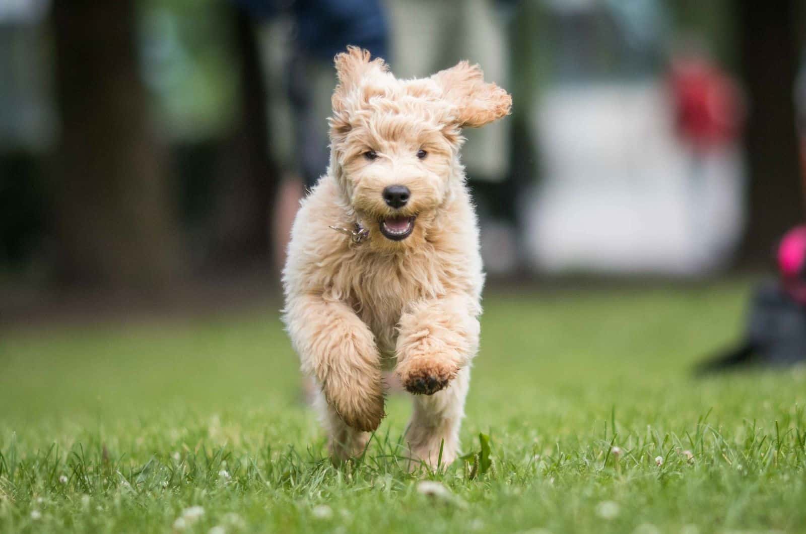 Straight Hair Labradoodle running on grass