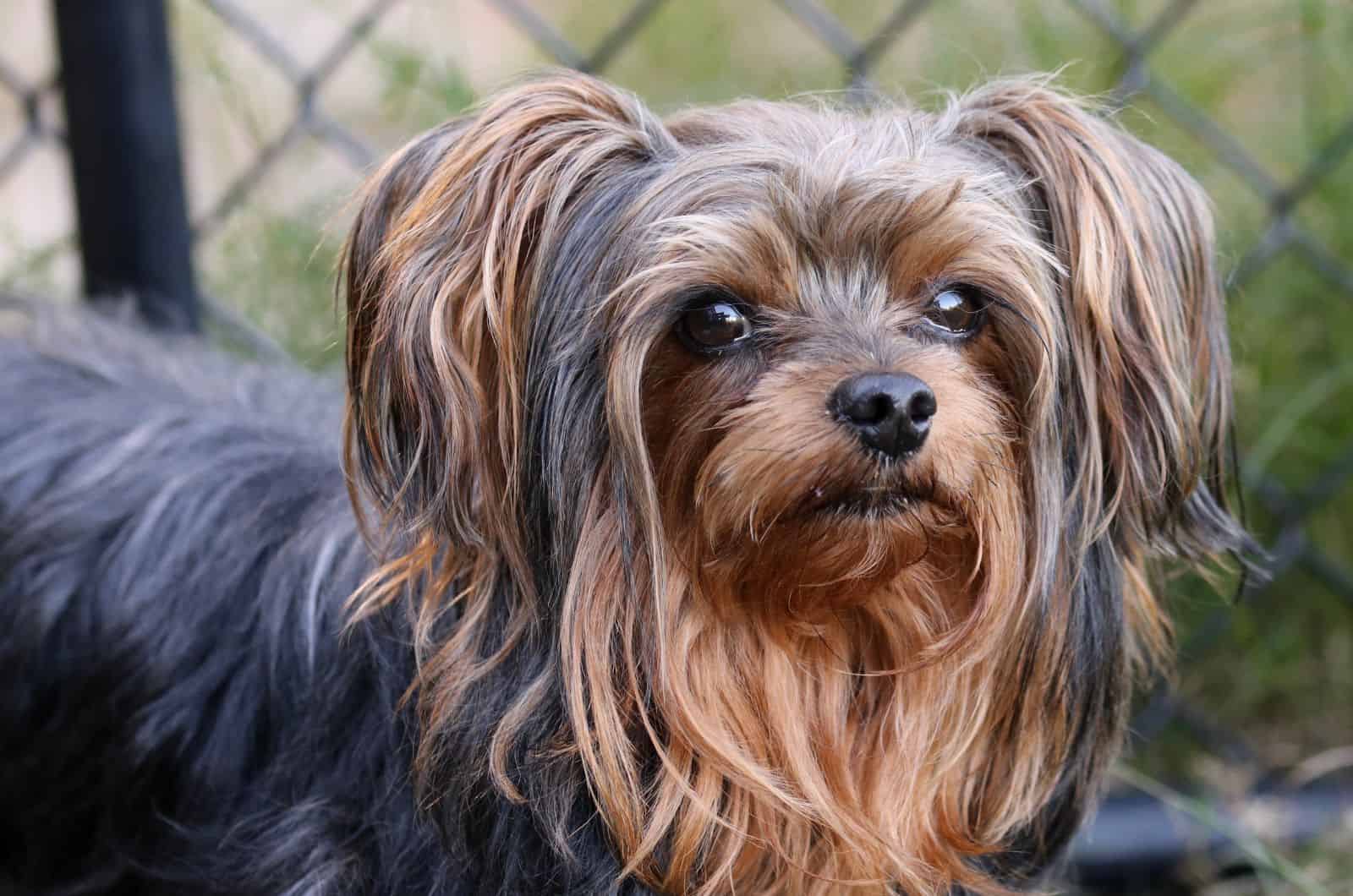 Teacup Yorkiepoo looking away