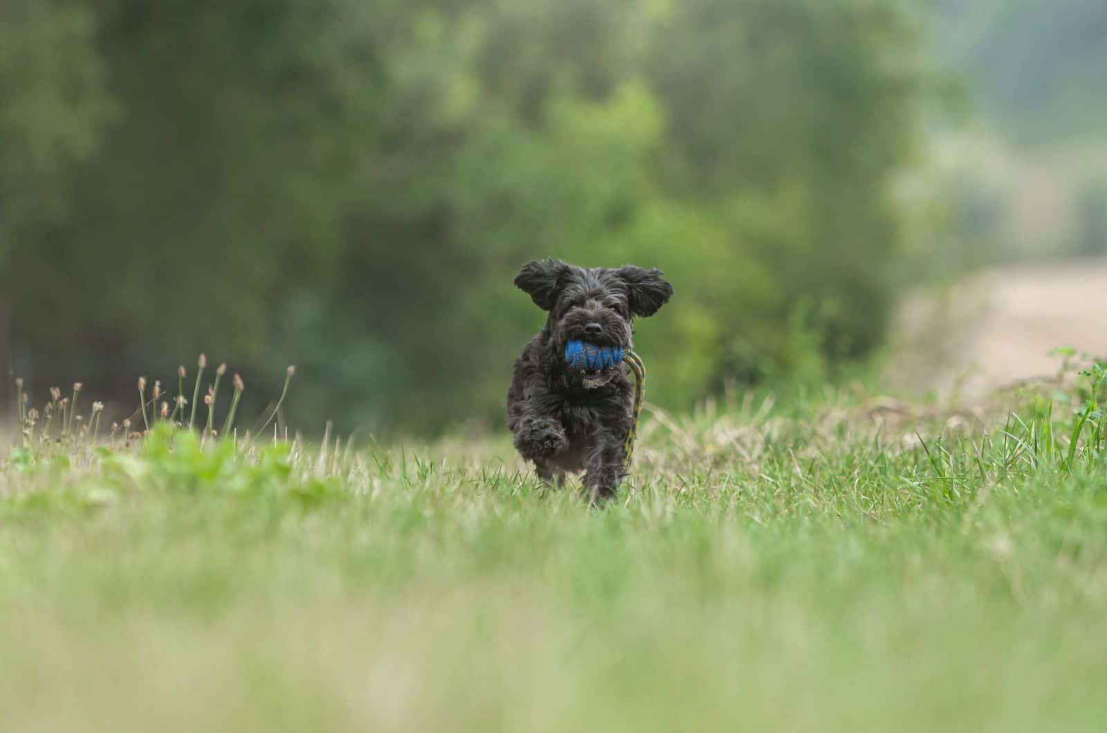 Teacup Yorkiepoo playing on grass