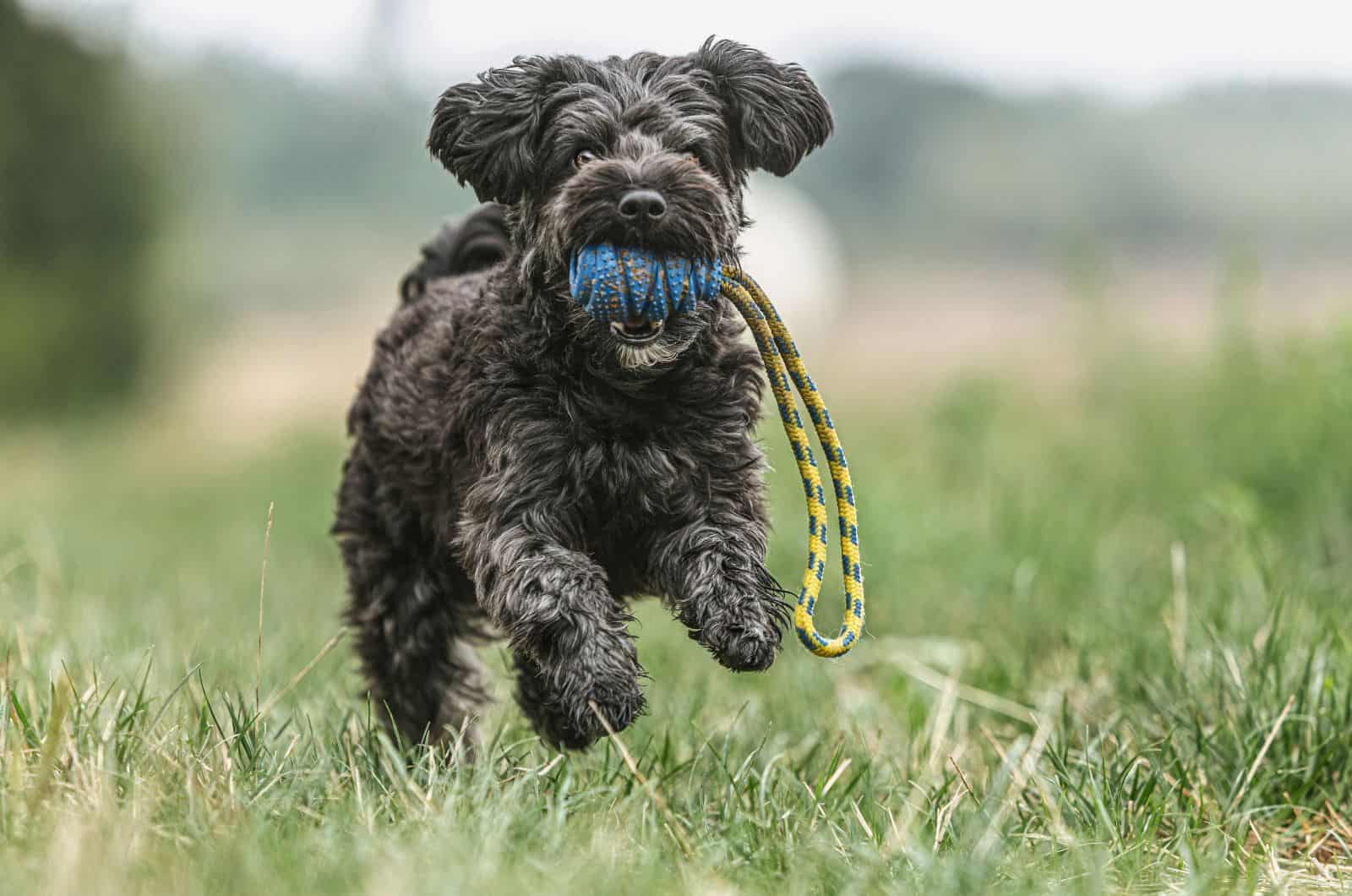 Teacup Yorkiepoo running outside