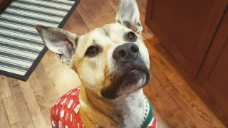 Thai Ridgeback Pitbull Mix: A Breed That You Must Explore