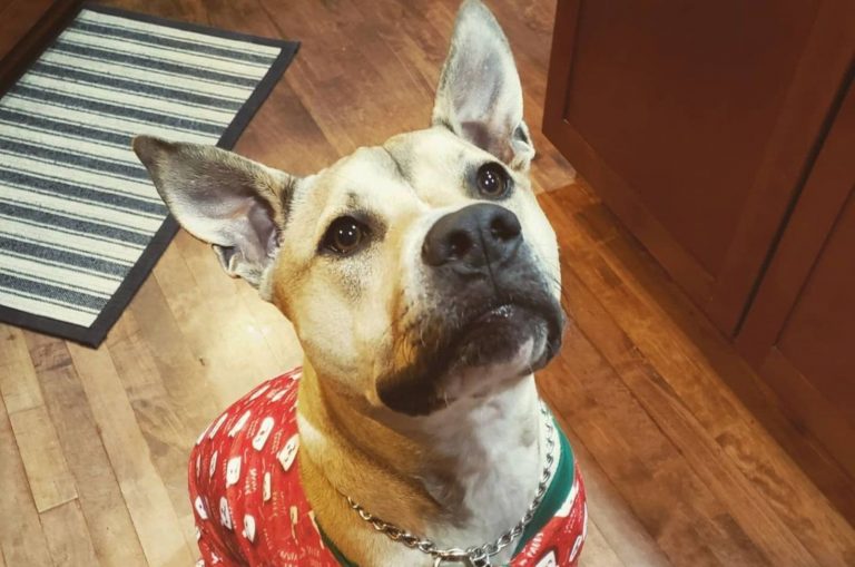 thai ridgeback pitbull mix