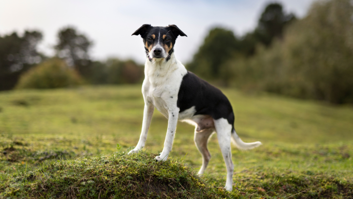 The 7 Best Rat Terrier Breeders In The U.S.