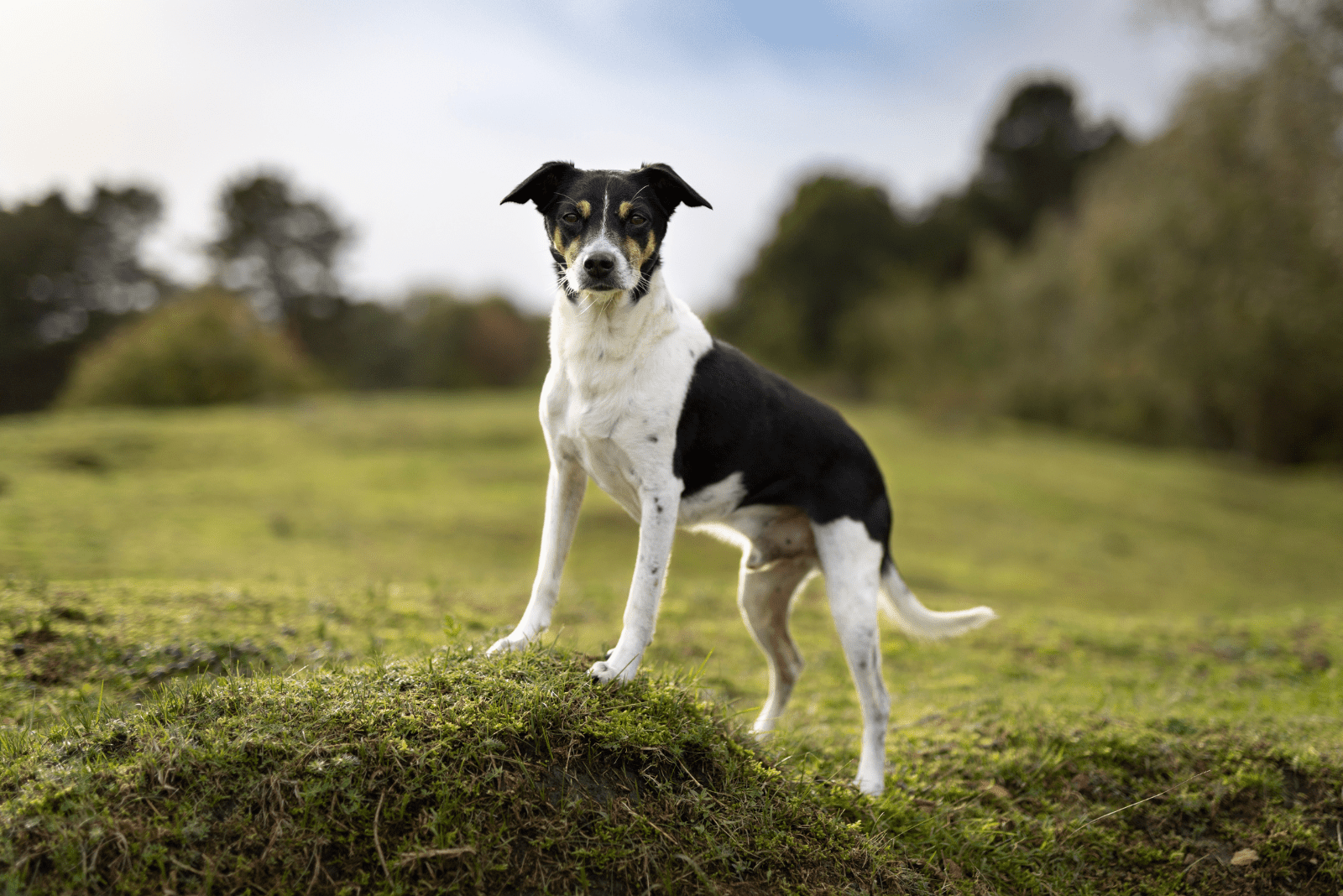 Rat Terrier standing in a field