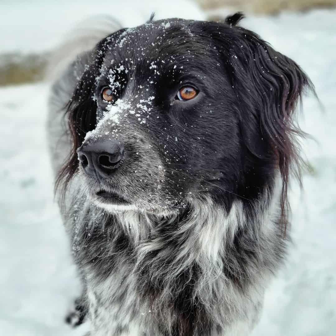 The Aussie Pyrenees