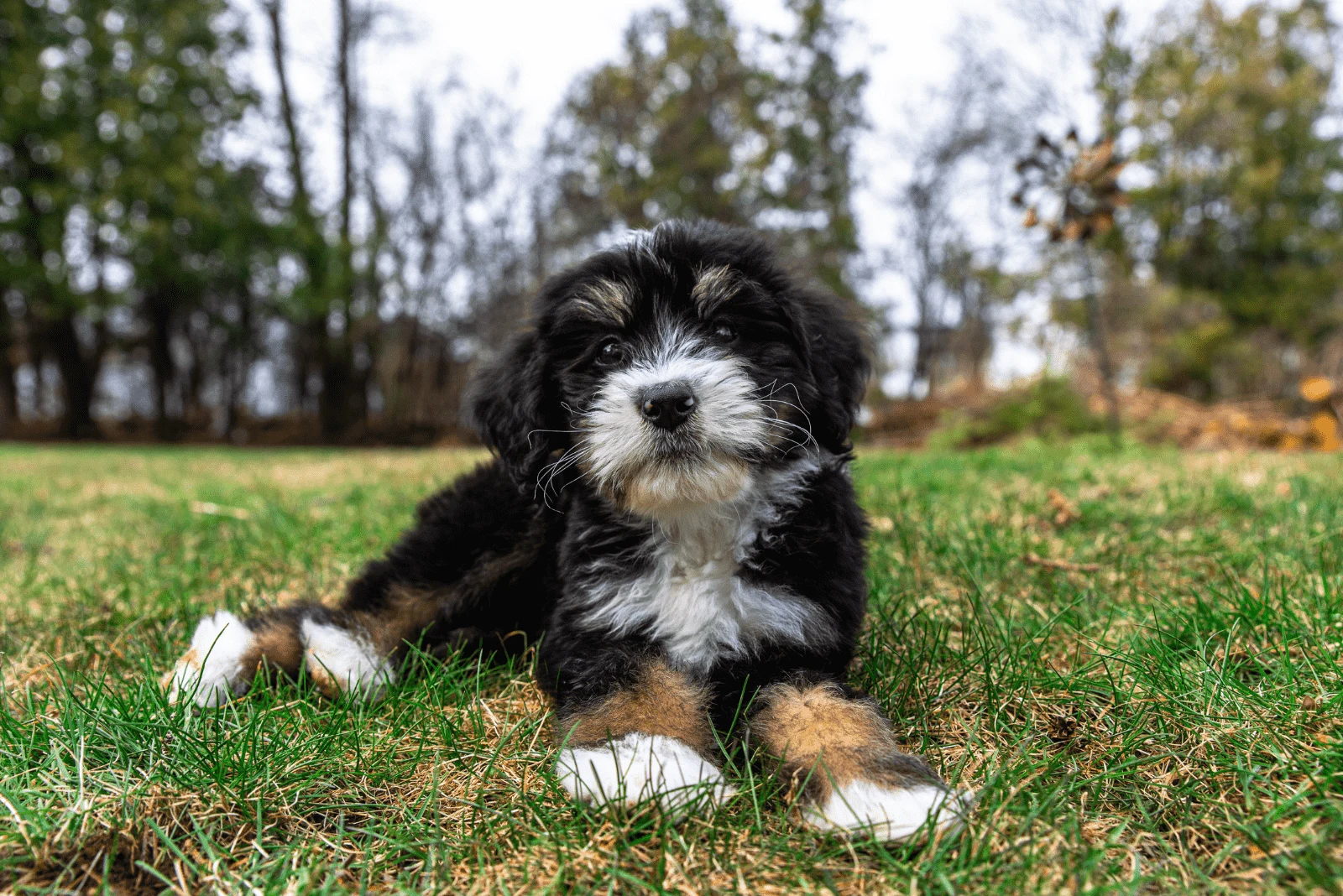The Bernedoodle enjoys sitting on the grass