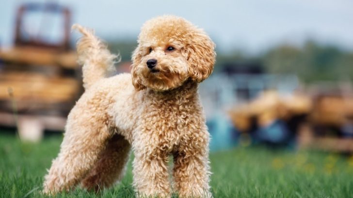 The Best 7 Poodle Breeders In New York