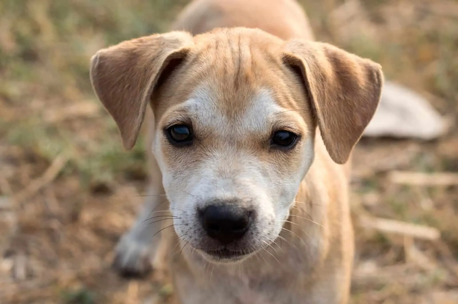 The Black Mouth Cur Pit Mix puppy