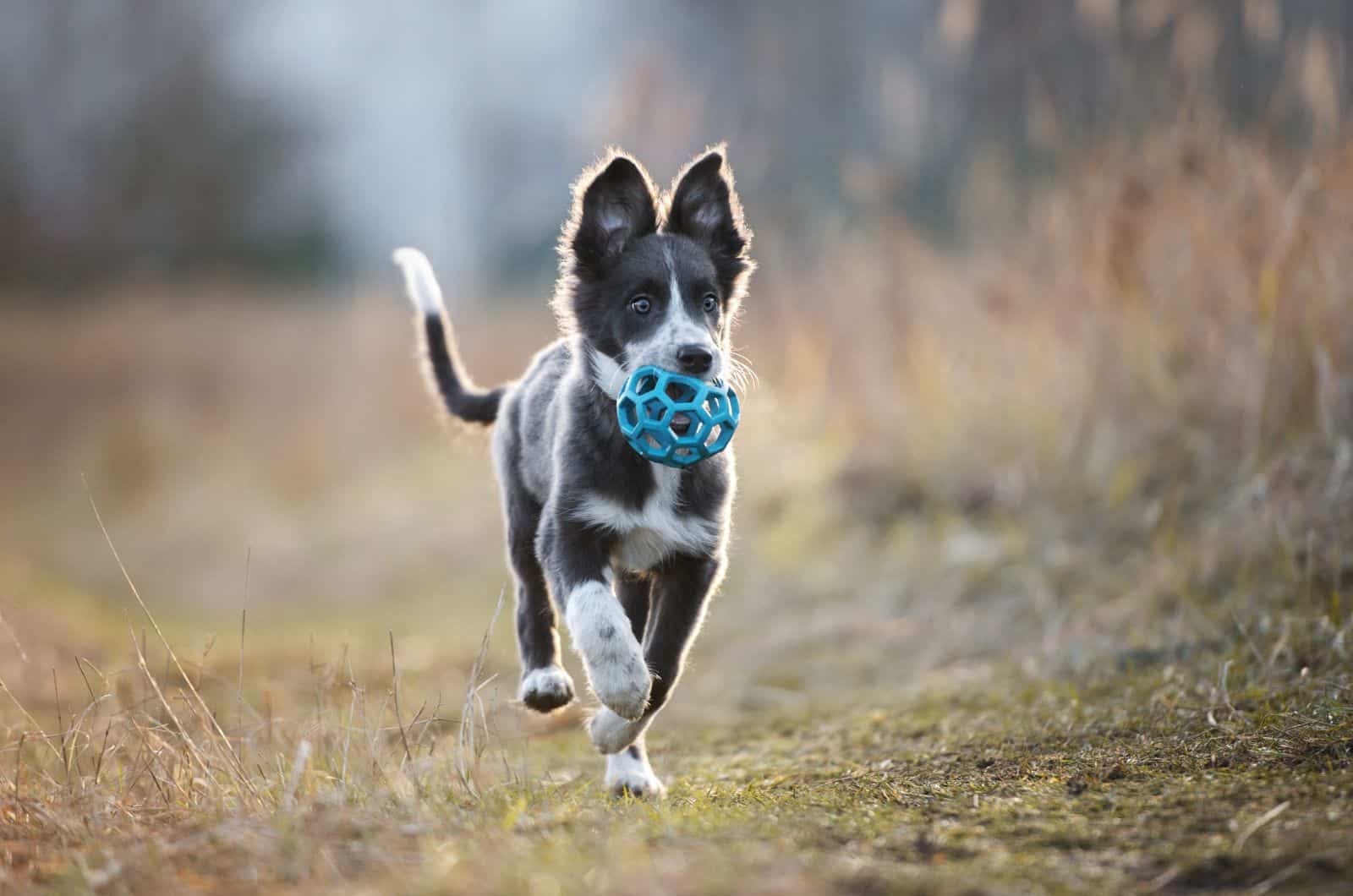 The Blue Border Collie