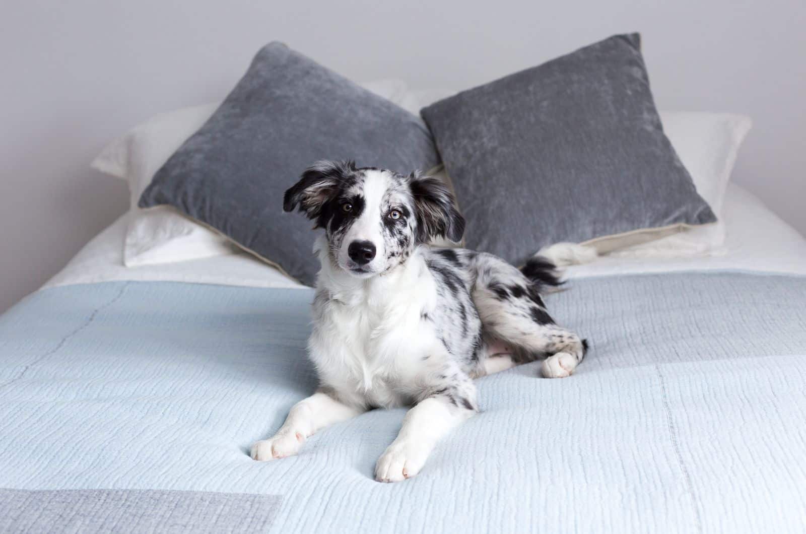 The Blue Merle Border Collie