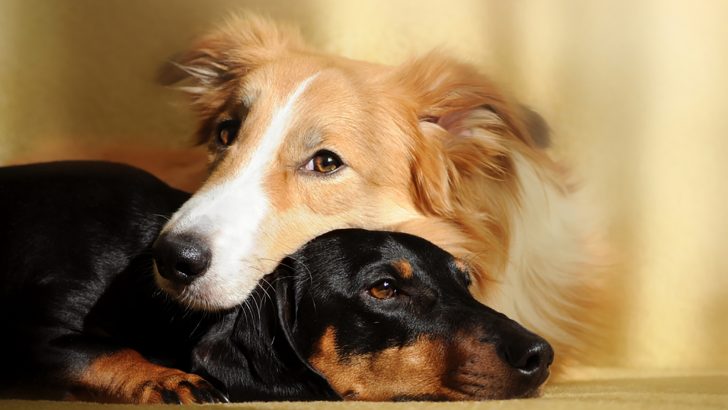 The Border Collie Dachshund Mix — Who’s The Smartest Hot Dog?