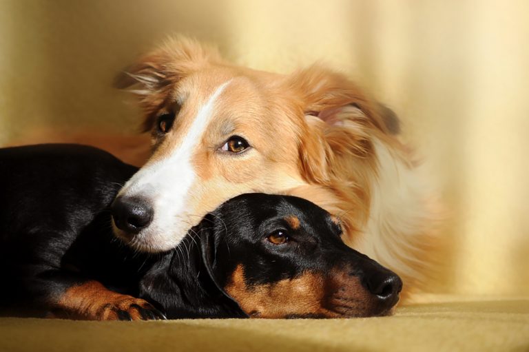 order collie and dachshund lying together