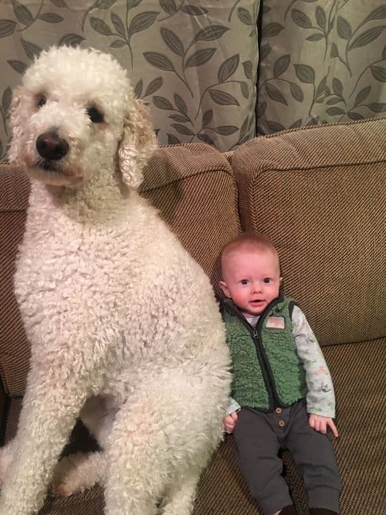 The Giant Poodle sits next to the boy