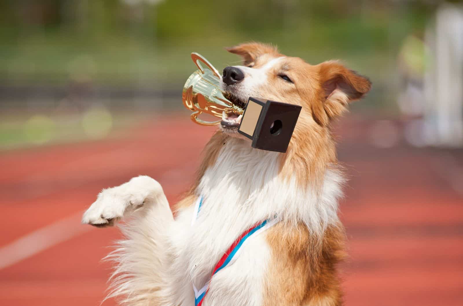 The Gold Border Collie