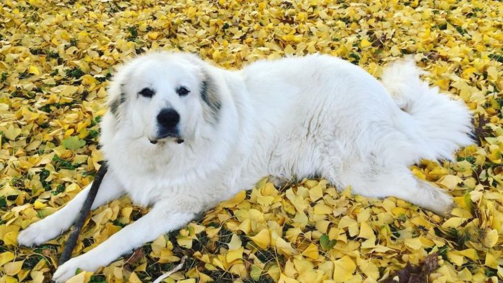 The Great Pyrenees Newfoundland Mix: Gentle Giants 101