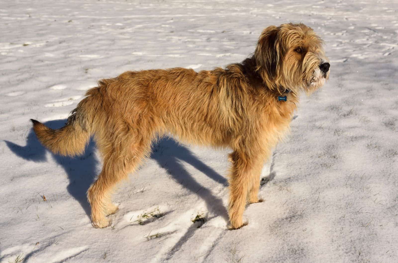 The Great Pyrenees Poodle Mix standing outside on snow