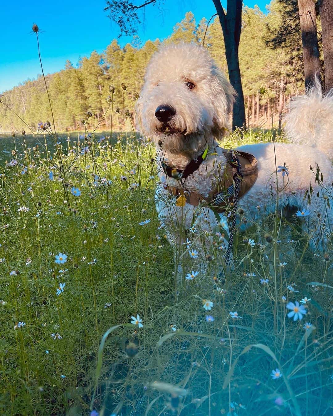 The Great Pyrenees Poodle standing outside