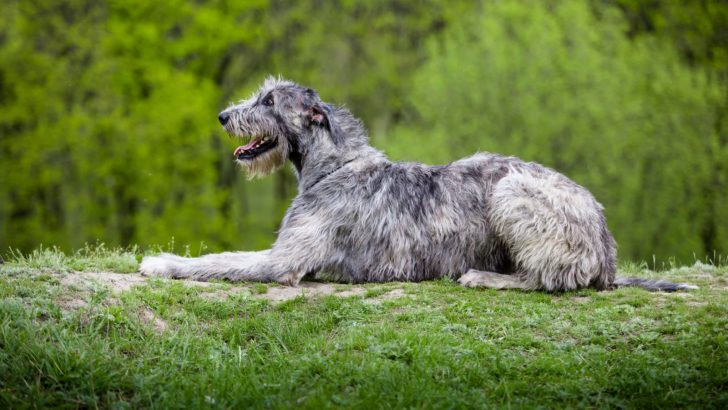 The Irish Wolfhound Feeding Chart: Diet For The Tallest Dog