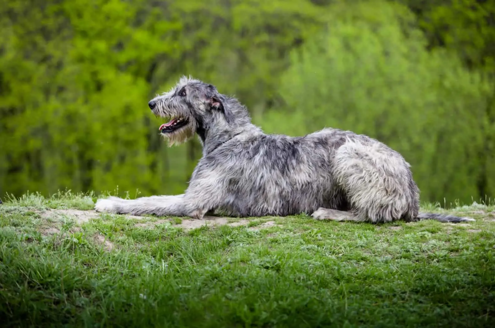 irish wolfhound lies in grass