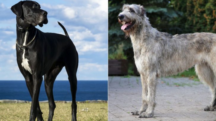 The Irish Wolfhound Great Dane Mix And Great Expectations