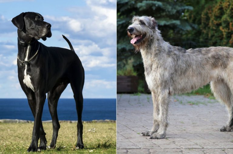 great dane irish wolfhound