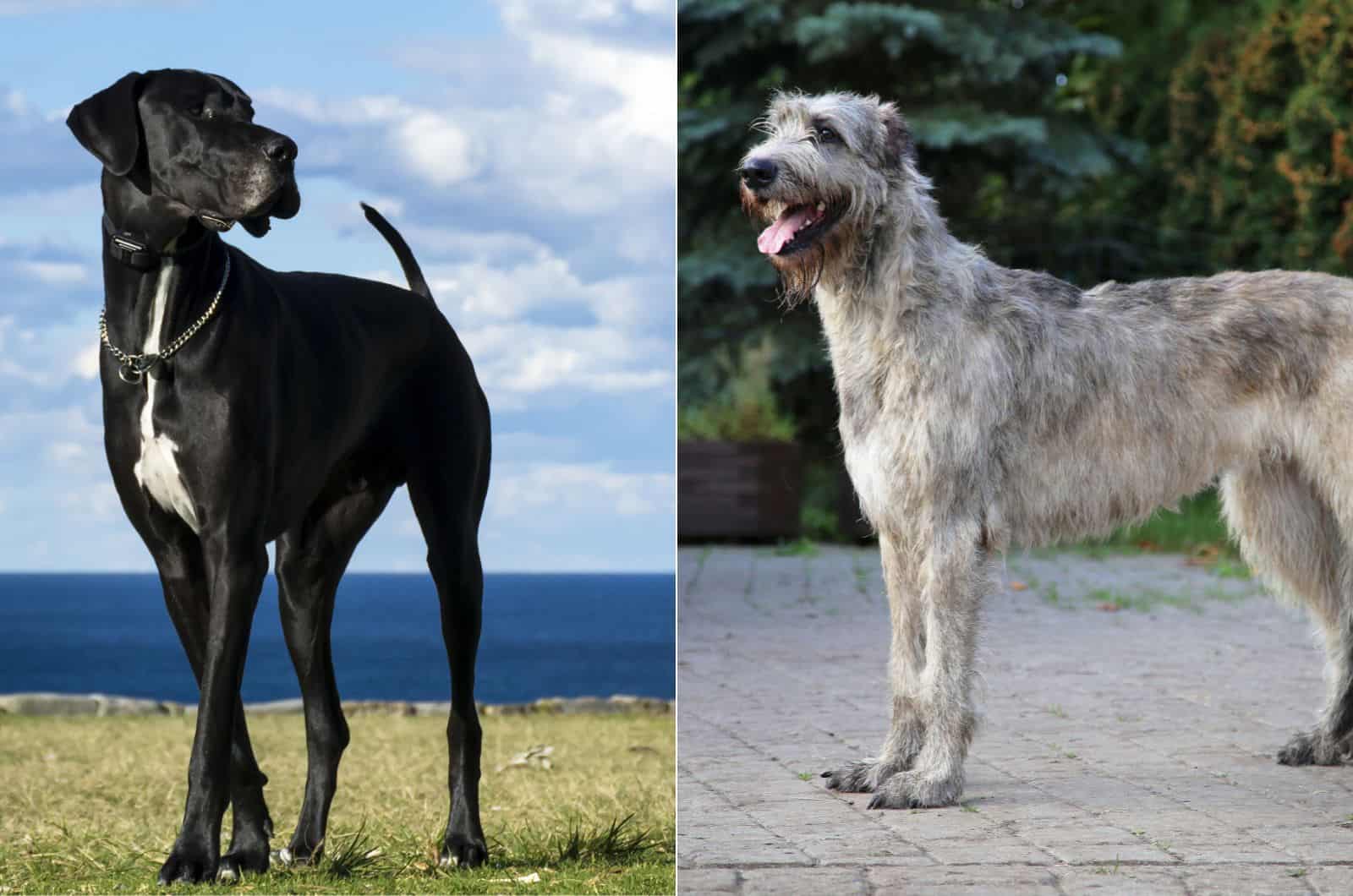 The Irish Wolfhound Great Dane Mix And Great Expectations