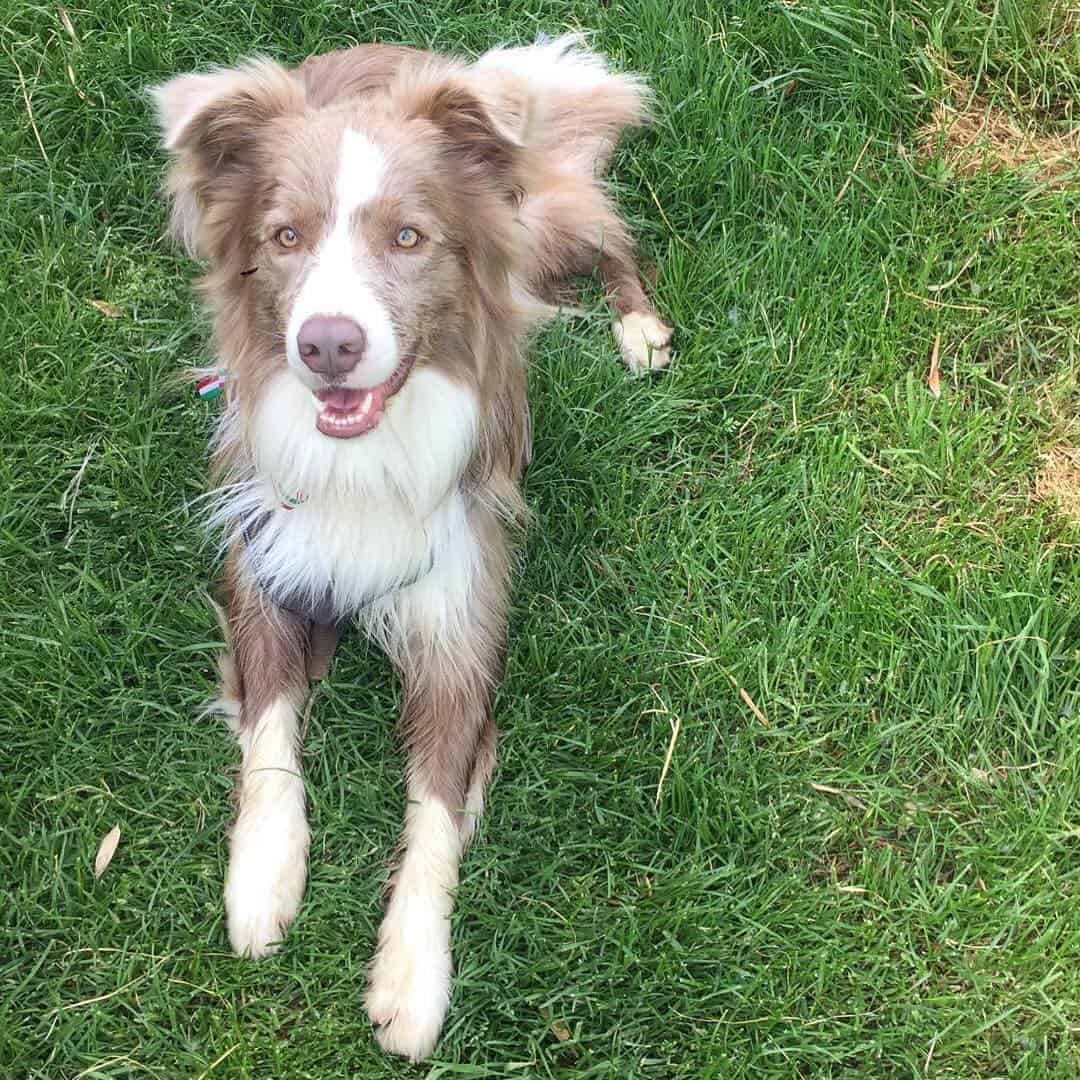 The Lilac Border Collie