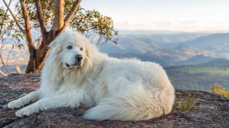 The Only Great Pyrenees Growth Chart You Will Ever Need
