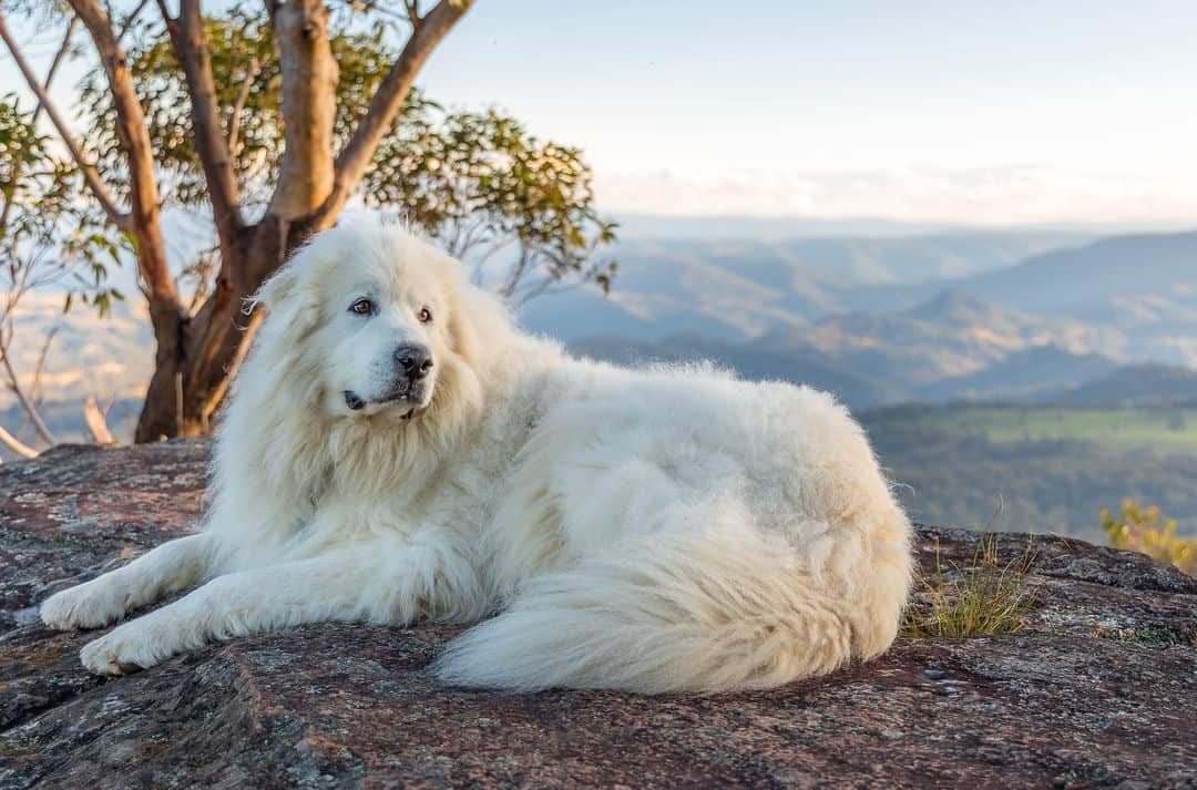 great pyrenees sitting