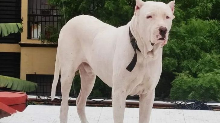 The Pakistani Bully Dog Price: How Much Does It Really Cost?