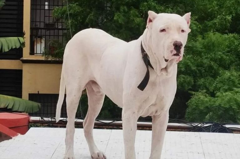 pakistani bully dog
