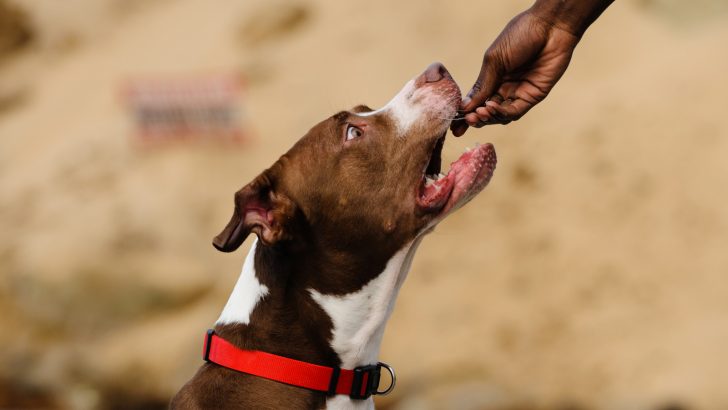 The Pitbull Raw Diet Explained (With Recipes)
