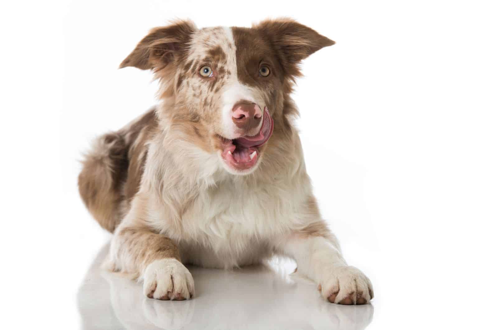 The Red Merle Border Collie