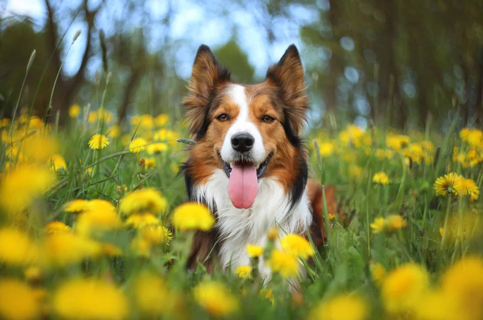 The Sable Border Collie