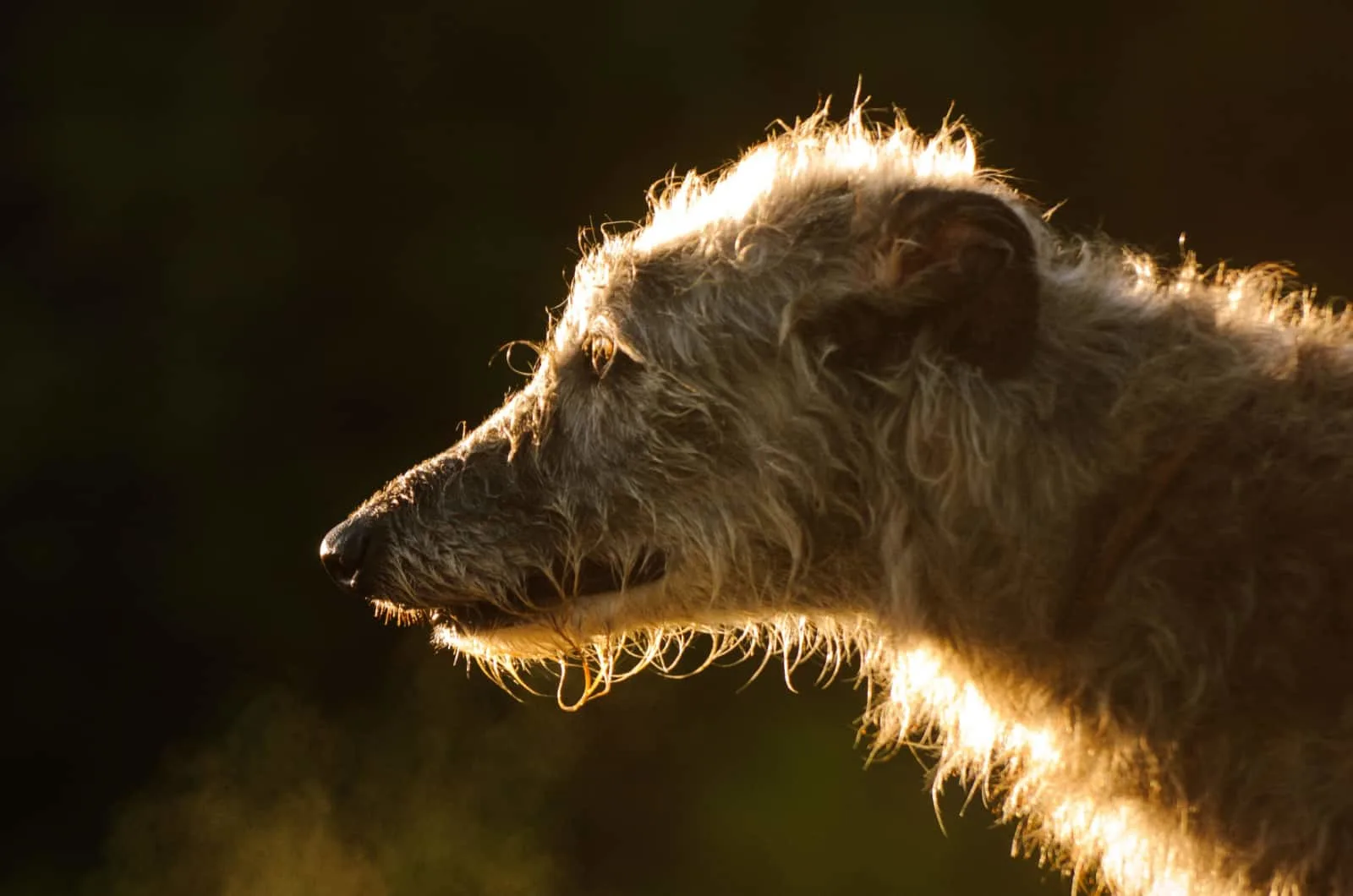 The Scottish Deerhound